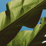 WA records 1,766 new local COVID cases as it prepares to open border