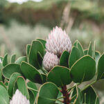 Benioff touts Salesforce’s sales guidance, ‘$30 billions are ahead of us’