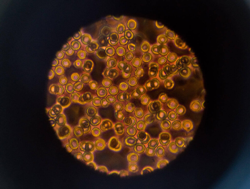 Elderly athlete breaks Thai 100m record – for centenarians